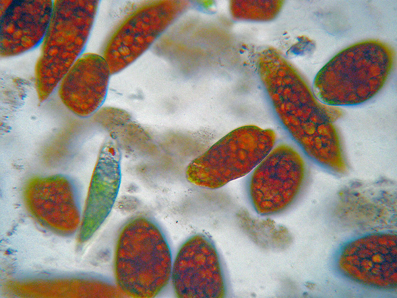 Euglena sanguinea?